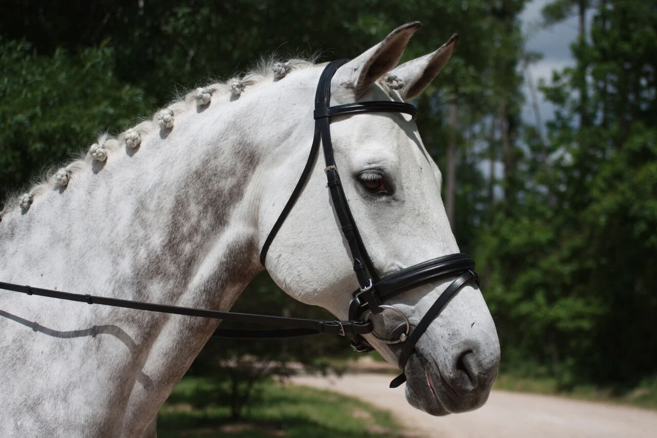 KL Italia Pirouette Weymouth Bridle